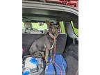 Adopt Onyx Jane - Located in MN a Black Dutch Shepherd dog in Imlay City
