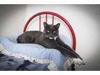 Adopt Sisco a Gray or Blue (Mostly) Domestic Shorthair (short coat) cat in