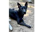 Adopt Arkham a Black Belgian Shepherd / Australian Kelpie / Mixed dog in