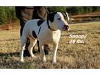 Adopt Snoopy a Black - with White Bull Terrier / Mixed Breed (Medium) / Mixed
