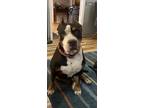 Adopt Bree a Brown/Chocolate - with White Staffordshire Bull Terrier / Mixed dog