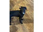 Adopt Boss a Black Jack Russell Terrier dog in Oakwood, TX (40349248)