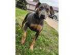 Adopt Deebo a Gray/Blue/Silver/Salt & Pepper Doberman Pinscher / Mixed dog in