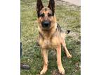 Adopt Bear a Black - with Tan, Yellow or Fawn German Shepherd Dog / Mixed dog in