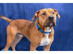Adopt Tyson a American Pit Bull Terrier / Mixed dog in Gloversville