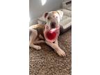 Adopt Nala a White - with Red, Golden, Orange or Chestnut American Pit Bull
