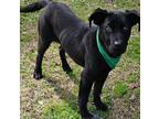 Adopt Louie a Labrador Retriever / Terrier (Unknown Type