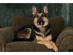 Adopt Kona a Tricolor (Tan/Brown & Black & White) German Shepherd Dog / Mixed