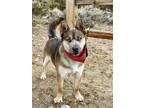 Adopt Roger a Gray/Blue/Silver/Salt & Pepper Akita / Mixed Breed (Large) / Mixed