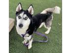 Adopt Apple Jack a Black - with White Siberian Husky / Mixed dog in Eatontown