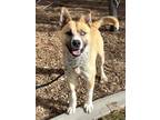 Adopt Kingsbury a Tricolor (Tan/Brown & Black & White) Akita / Mixed dog in