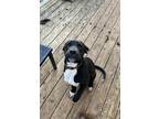 Adopt Milo a Black - with White American Pit Bull Terrier / Labrador Retriever /
