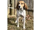 Adopt Monty a Tricolor (Tan/Brown & Black & White) Treeing Walker Coonhound /
