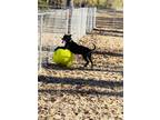 Adopt Bradley a Brown/Chocolate Pit Bull Terrier / Mixed dog in Jena