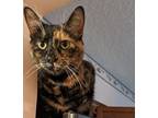 Adopt Luna the Tortie a Black (Mostly) Domestic Shorthair cat in St.
