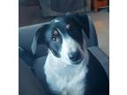 Adopt LLP Richmond : Otis a Black - with Tan, Yellow or Fawn Australian Shepherd