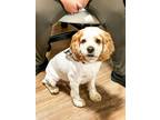 Adopt Johnny a White - with Tan, Yellow or Fawn Cocker Spaniel / Mixed dog in