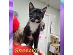 Adopt Sneezer a Domestic Shorthair / Mixed (short coat) cat in Rome