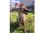 Adopt Molly a Tricolor (Tan/Brown & Black & White) Dutch Shepherd / Belgian