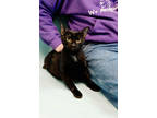 Adopt Daphne a All Black Domestic Shorthair / Mixed Breed (Medium) / Mixed