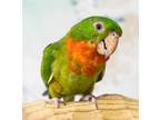 Adopt Gaspar a Conure bird in Elizabeth, CO (39571466)