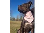 Adopt Arya a American Staffordshire Terrier / Labrador Retriever / Mixed dog in