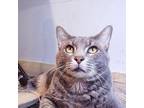 Adopt Grey a Gray, Blue or Silver Tabby Russian Blue / Mixed cat in Sapulpa