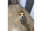 Adopt Daisy a White - with Red, Golden, Orange or Chestnut Boxer / Labrador