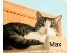 Adopt Max a Gray, Blue or Silver Tabby Domestic Shorthair (short coat) cat in