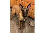 Adopt Kenah a Brown/Chocolate - with Black Belgian Malinois / Mixed dog in Kuna