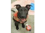 Adopt Rhea a Black - with White Labrador Retriever / Mixed dog in West Richland