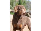 Adopt Blue a Brown/Chocolate - with Tan Doberman Pinscher / Mixed dog in