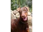 Adopt Bianca a Brown/Chocolate - with Tan Doberman Pinscher / Mixed dog in