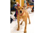 Adopt Constantine a Red/Golden/Orange/Chestnut Boston Terrier / American Pit