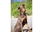Adopt Barbie a Brown/Chocolate - with Tan Doberman Pinscher / Mixed dog in