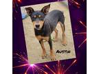Adopt Austin a Black - with Brown, Red, Golden, Orange or Chestnut Dachshund /