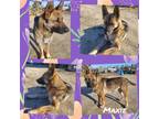 Adopt Maxie a German Shepherd Dog / Akita / Mixed dog in Rancho Cucamonga