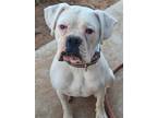 Adopt Chance a White Boxer / Mixed dog in Rancho Cucamonga, CA (40826309)