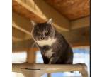 Adopt Andy a Gray or Blue Domestic Shorthair / Mixed Breed (Medium) / Mixed