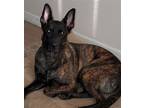 Adopt Doug a Brindle Dutch Shepherd / Mixed dog in Rocky Point, NC (40826167)