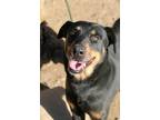 Adopt Benji a Black - with Tan, Yellow or Fawn Doberman Pinscher / Rottweiler /