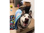 Adopt Lobo Bear a White Husky dog in Twin Falls, ID (40580003)