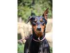 Adopt Beauty a Black - with Tan, Yellow or Fawn Doberman Pinscher / Mixed dog in