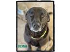 Adopt Baxter a Black Labrador Retriever / Mixed dog in Bowie, TX (40498038)