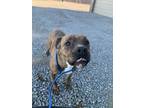 Adopt HONEY a Brown/Chocolate Mixed Breed (Small) / Mixed Breed (Medium) / Mixed