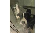 Adopt Pain (Hercules) a Black Mixed Breed (Small) / Mixed Breed (Medium) / Mixed