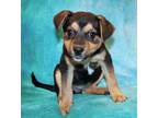 Adopt Meni K84 2-8-24 a Black Australian Shepherd / Mixed Breed (Medium) / Mixed