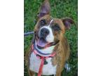 Adopt Cookie a White American Pit Bull Terrier / Mixed Breed (Medium) / Mixed