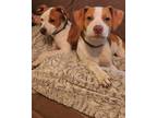 Adopt Buffy a White - with Red, Golden, Orange or Chestnut English Pointer /