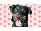 Adopt Echo a Black - with Brown, Red, Golden, Orange or Chestnut Retriever